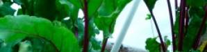 Fermentation, Oxalic Acid, and Mineral Absorption