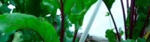 Fermentation, Oxalic Acid, and Mineral Absorption