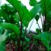 Fermentation, Oxalic Acid, and Mineral Absorption
